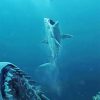 Shark Follows Its prey Paint by Numbers