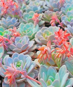 Succulent Plant Paint by numbers