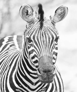 Zebra Black and white Paint by numbers