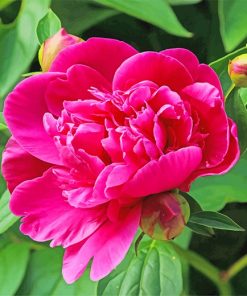 Pink Peony Paint by numbers