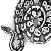 Black and white Royal Python adult paint by numbers