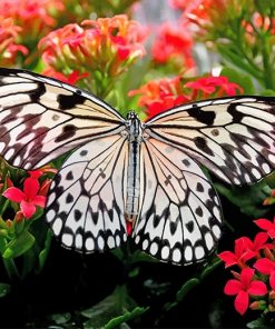 Black and white butterfly adult paint by numbers