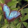 Blue Butterfly adult paint by numbers