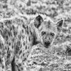 Hyenas black and white adult paint by numbers