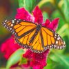 Monarch Butterfly adult paint by numbers
