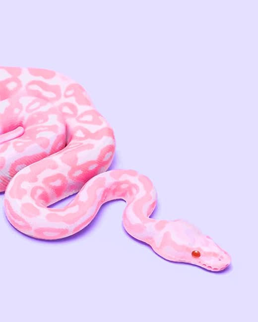 Pink Snake  Reptiles Paint  By Number NumPaint Paint  