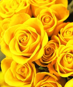 Yellow roses adult paint by number