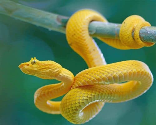 Yellow Snake  On Branch Reptiles Paint  By Number 