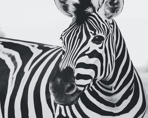 Zebra Black and White adult paint by number