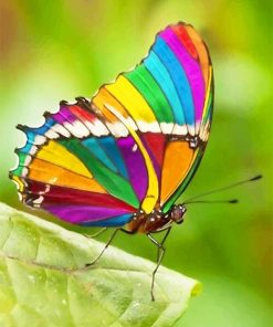 Beautiful Rainbow Butterfly paint by number