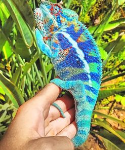 Blue Chameleon paint by number