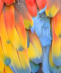 Colorful Bird Feather paint by number