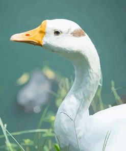 Cute white Duck Paint by number