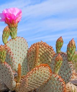 Death Valley Cactus paint by number
