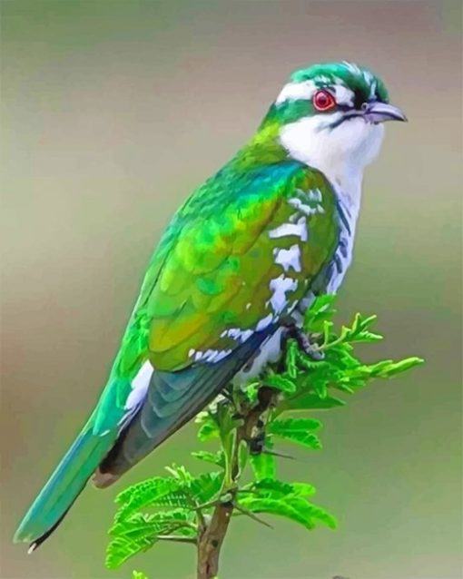 Diederik Cuckoo Bird paint by number