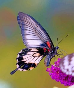 Lovely Purple Butterfly paint by number