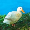 white duck adult paint by number