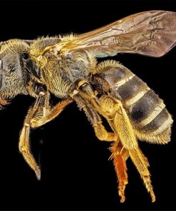 Brown Bee Macro Paint By Numbers
