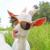 Goat Sunglasses Paint By Numbers