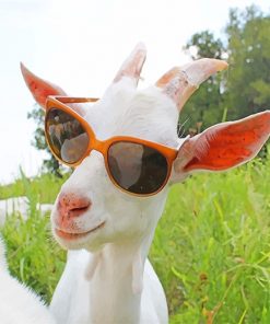 Goat Sunglasses Paint By Numbers