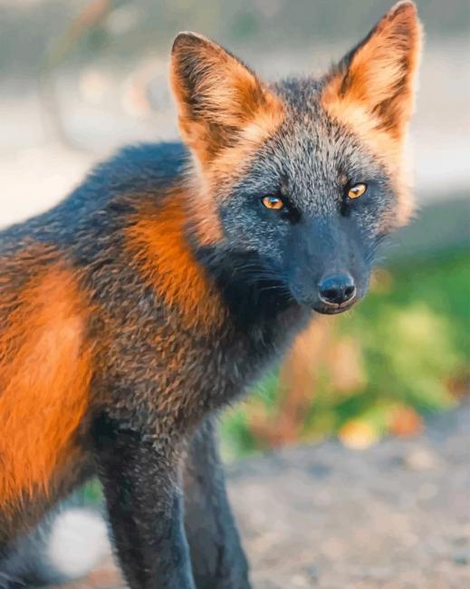 Black And Orange Fox adult paint by numbers