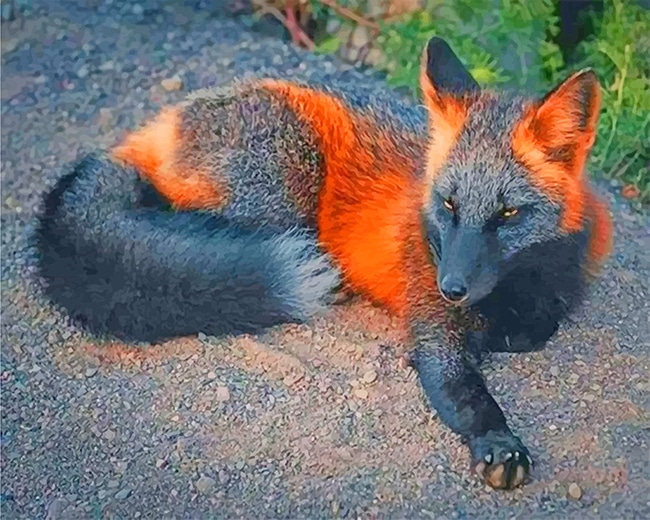 fox animal s