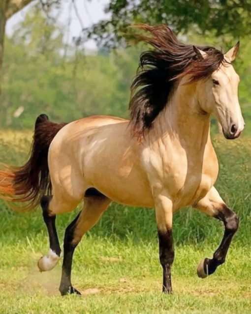 Blonde horse adult paint by number