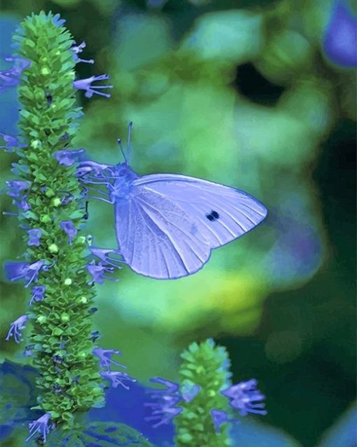 Blue cabbage butterfly adult paint by numbers