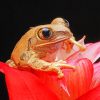 Brown Frog on Red Petal Flower adult paint by numbers