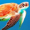 Brown sea turtle adult paint by numbers