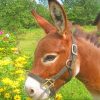 Donkey in flowers field adult paint by numbers