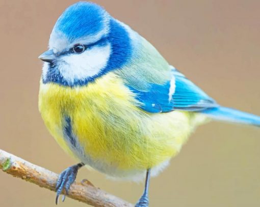Eurasian Blue Tit Bird Paint By Numbers