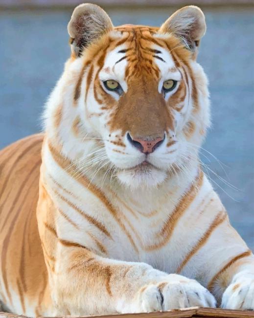 Female Golden Tiger - Animals Paint By Number - NumPaint - Paint by numbers