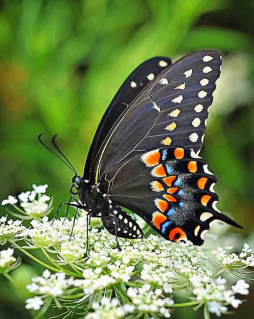 Female Black Swallowtail Butterfly paint by numbers