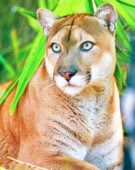 Florida Panther - Animals Paint By Number - NumPaint - Paint by numbers