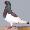 German Magpie Pigeon adult paint by numbers
