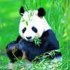 Giant Panda adult paint by numbers