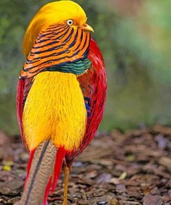 Golden Pheasant Bird adult paint by numbers