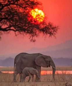 Indian Elephant Sunset paint by numbers
