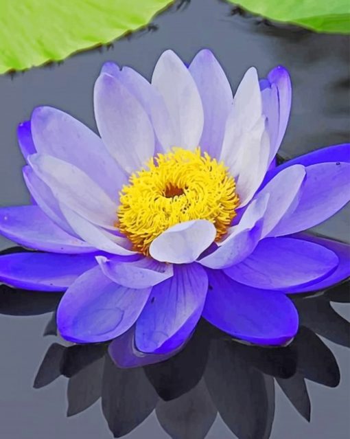 Lotus Flower Paint By Numbers