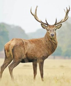Red Deer adult paint by numbers