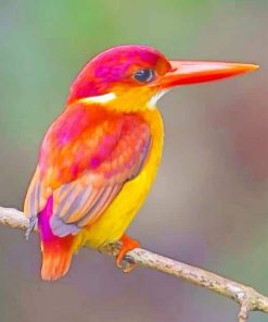 Rufous Backed Kingfisher adult paint by numbers