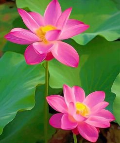 Sacred Lotus Plant paint by numbers