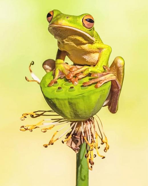 Squirrel Tree Frog adult paint by numbers