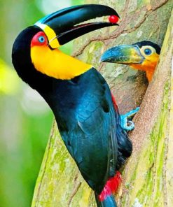 Toucan Baby adult paint by numbers