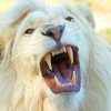 White lion adult paint by numbers