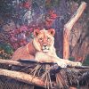 Wildlife lion adult paint by numbers