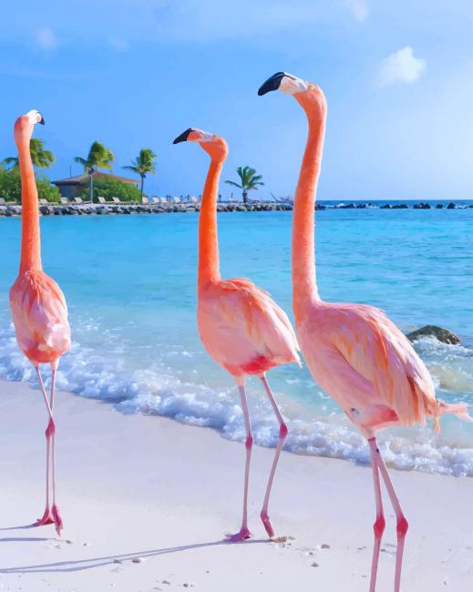 Aruba Flamingos paint by number