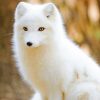 Baby Adorable Arctic Fox paint by number
