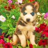 Baby Dogs Face Flowers paint by numbers
